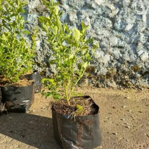 Саженцы голубики сорт Норд Лэнд, 2 года